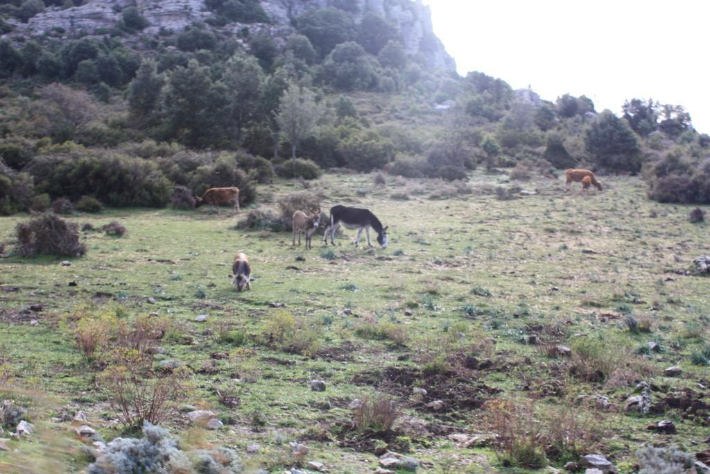 B&B Supramonte Orgosolo Bagian luar foto